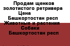 Продам щенков золотистого ретривера › Цена ­ 20 000 - Башкортостан респ. Животные и растения » Собаки   . Башкортостан респ.